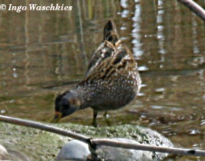 Marouette ponctue